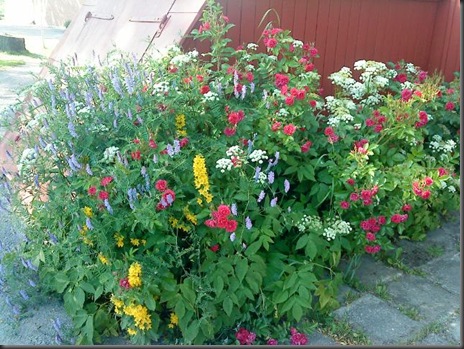 sommarblomster