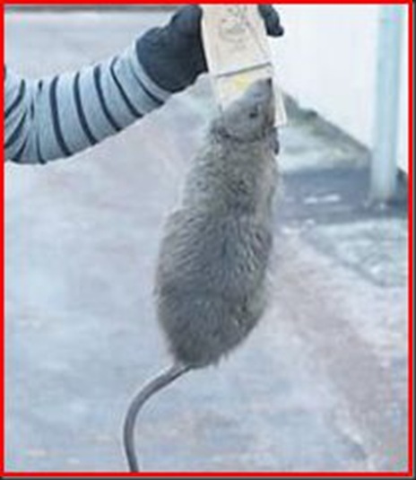 r&Atilde;&yen;tta