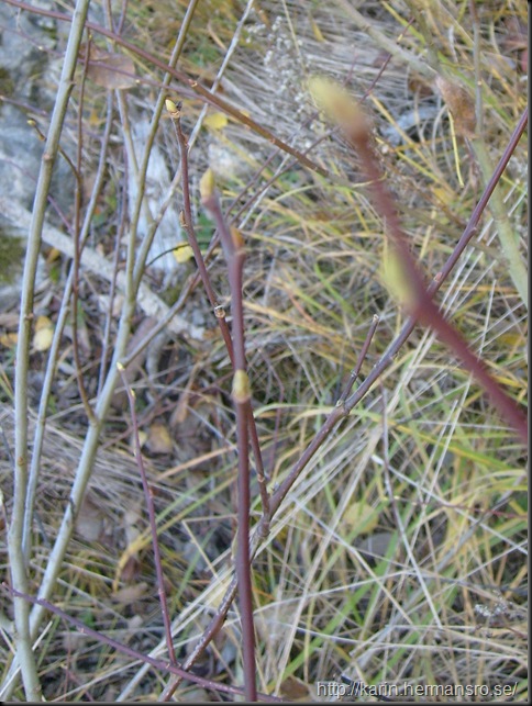 S6306779
