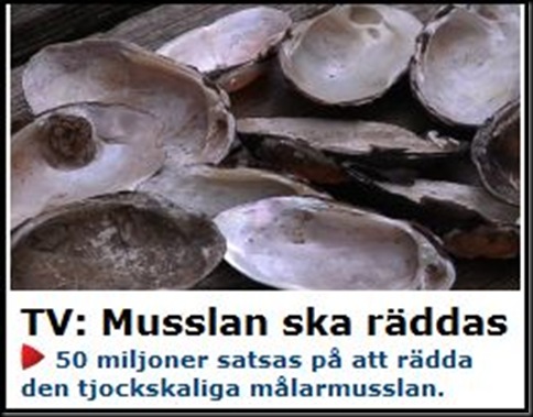 mussla